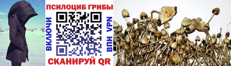 Псилоцибиновые грибы Psilocybe  Ростов-на-Дону 