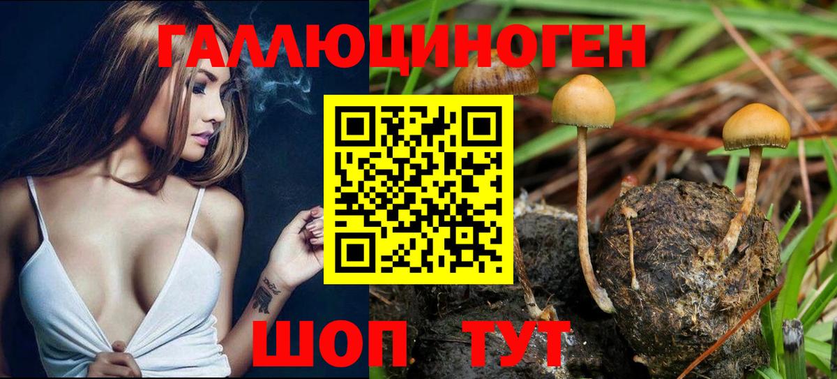 Псилоцибиновые грибы Psilocybine cubensis  Псилоцибиновые грибы Psilocybe  Ростов-на-Дону  Вход с VPN 